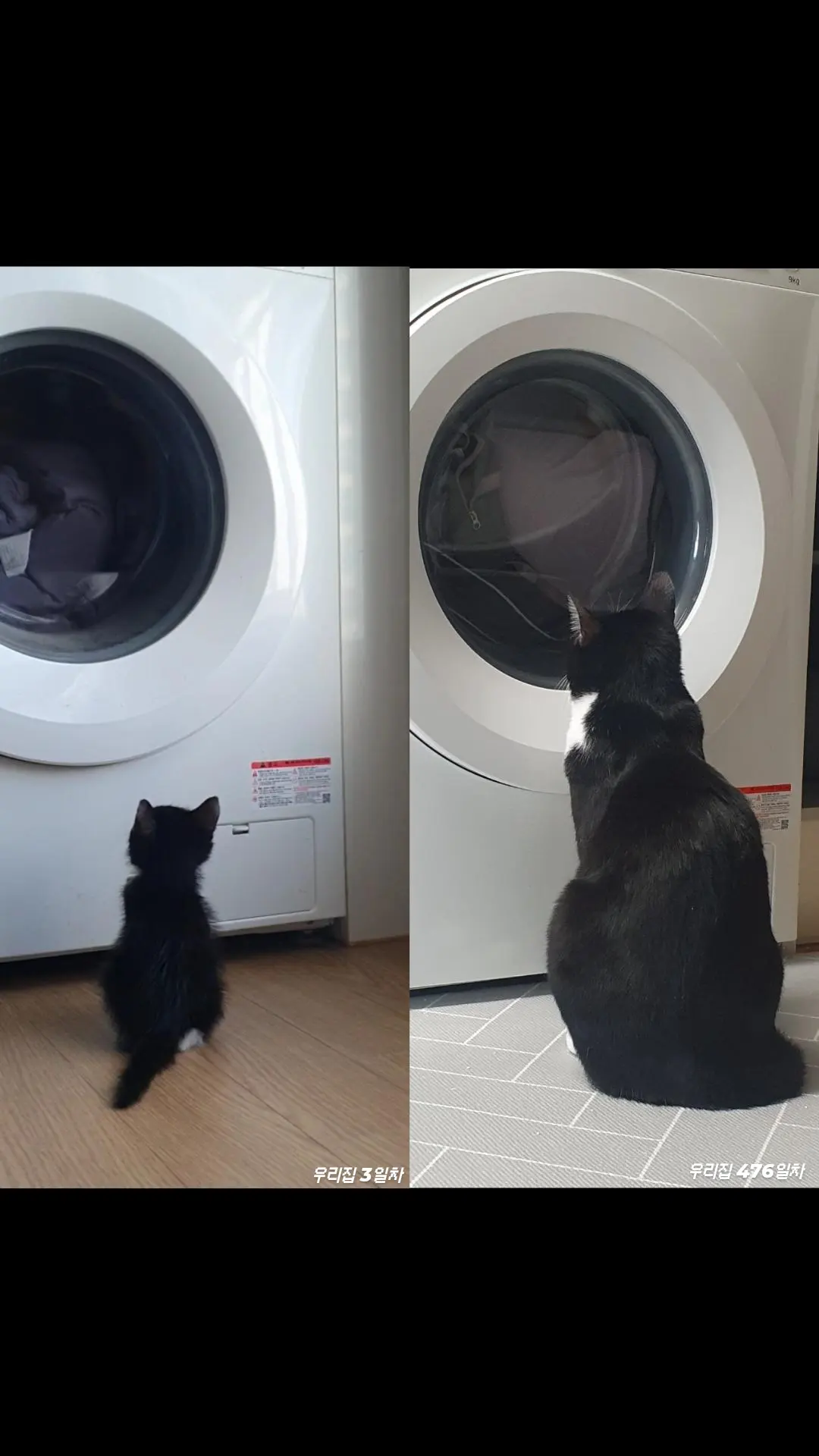 [잡담] 우리집 고양이 크기 차이 봐 | 인스티즈