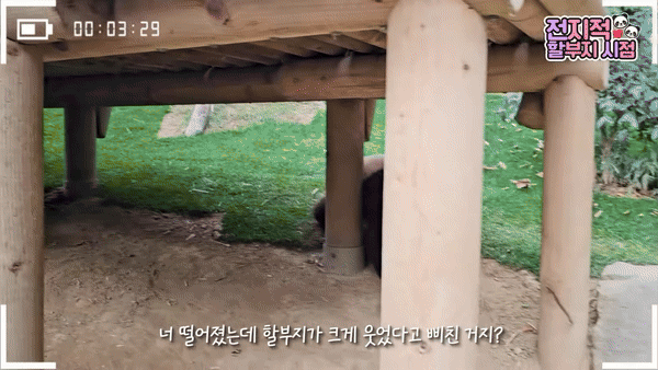 [잡담] 강바오 때문에 극대노한 루이바오 🐼 | 인스티즈