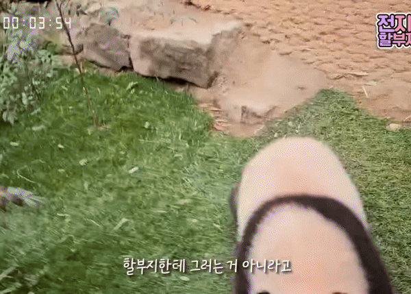 [잡담] 강바오 때문에 극대노한 루이바오 🐼 | 인스티즈