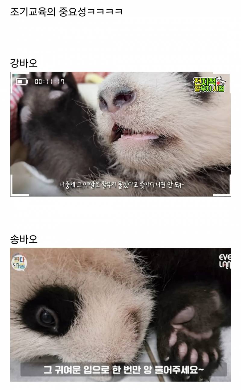 🐼후이가 강바오는 안 무는 이유 | 인스티즈