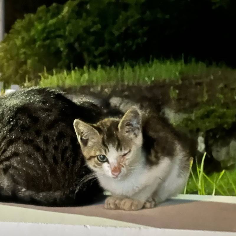 [잡담] 고양이 역변.. | 인스티즈