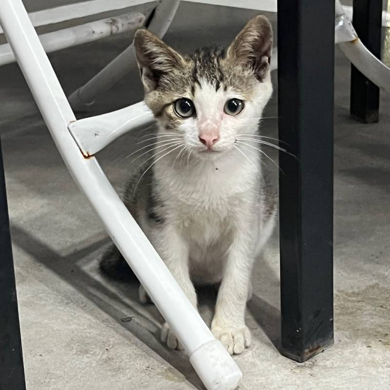 [잡담] 고양이 역변.. | 인스티즈
