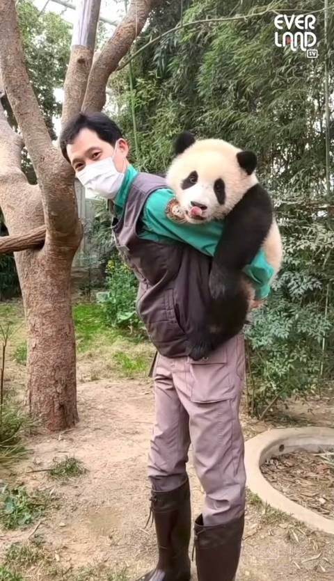 푸바오팬들 오열중이라는 어제자 송바오 모습 | 인스티즈