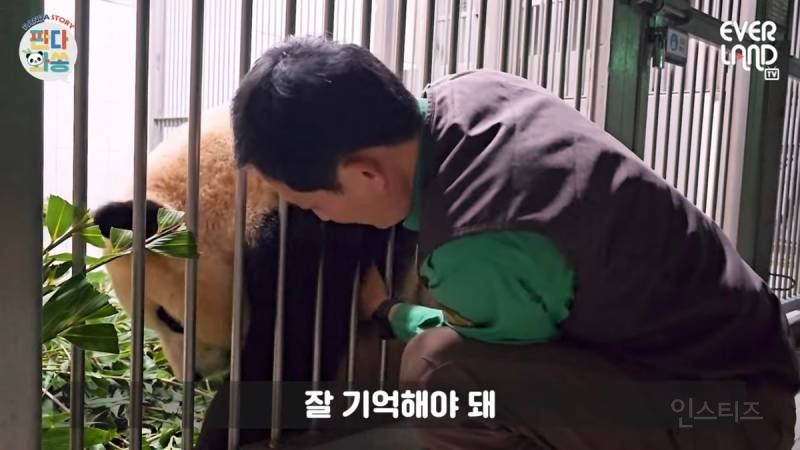 푸바오팬들 오열중이라는 어제자 송바오 모습 | 인스티즈