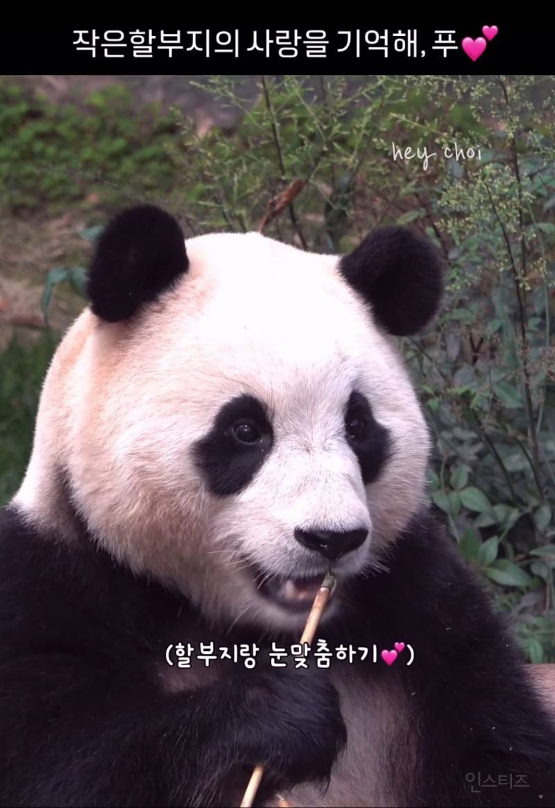 푸바오팬들 오열중이라는 어제자 송바오 모습 | 인스티즈