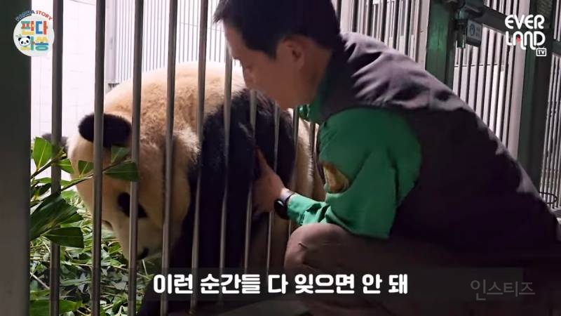 푸바오팬들 오열중이라는 어제자 송바오 모습 | 인스티즈