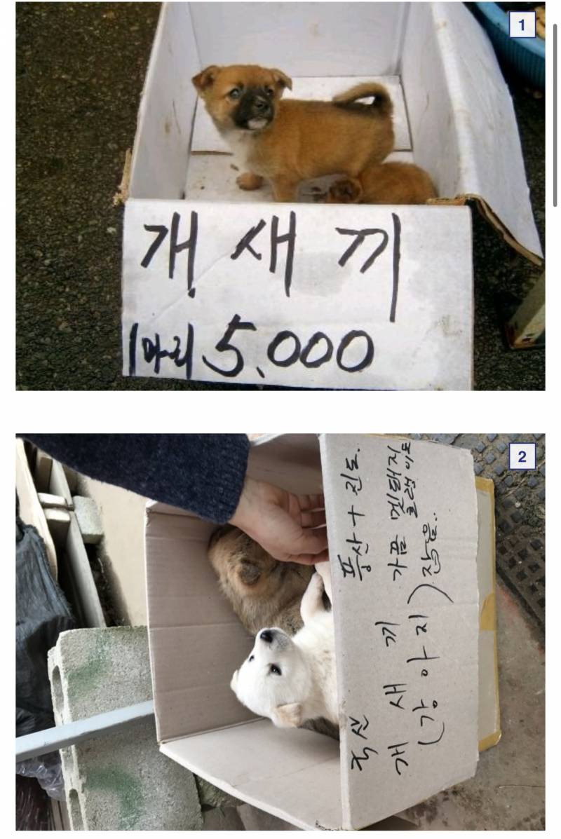 [잡담] 전설의 개새-끼 5천원 그리고 한마리 2천원 | 인스티즈