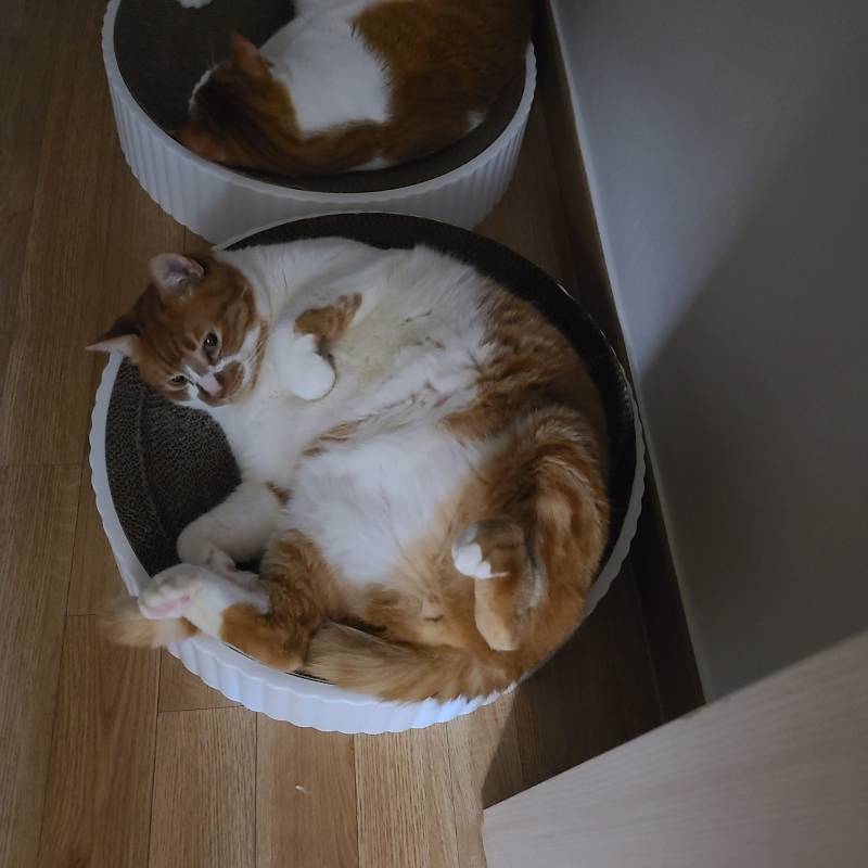 [잡담] 우리 뚱냥이 알주머니 보구가 | 인스티즈