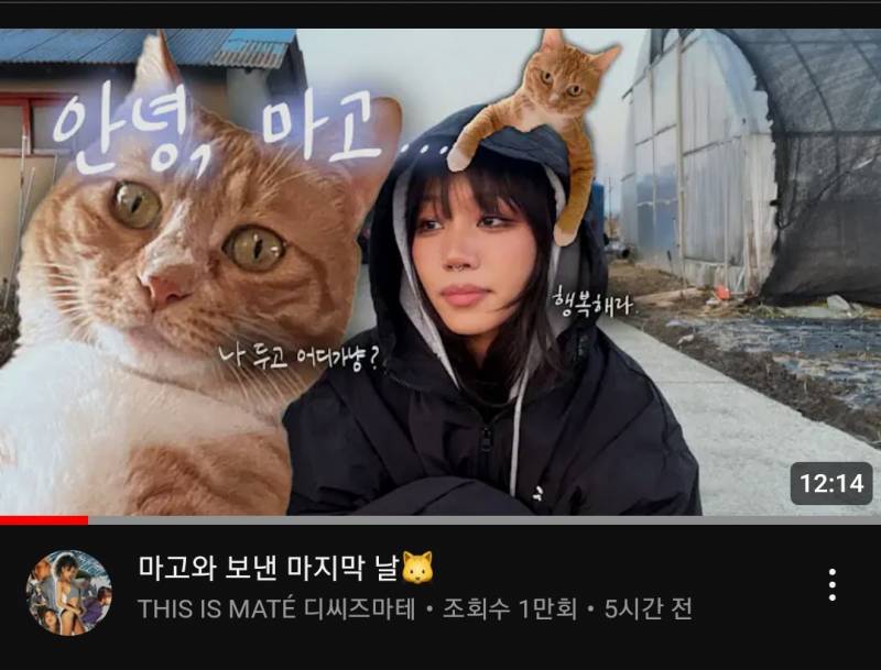 [잡담] 한 유튜버가 올린 고양이 유기 영상 한번씩 신고해줘 | 인스티즈