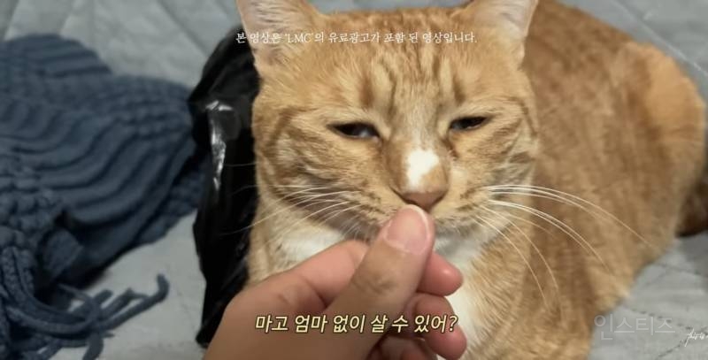 4년 키운 고양이 유기하면서 광고 영상 올리는 유튜버 | 인스티즈