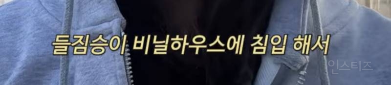 4년 키운 고양이 유기하면서 광고 영상 올리는 유튜버 | 인스티즈