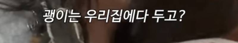 4년 키운 고양이 유기하면서 광고 영상 올리는 유튜버 | 인스티즈