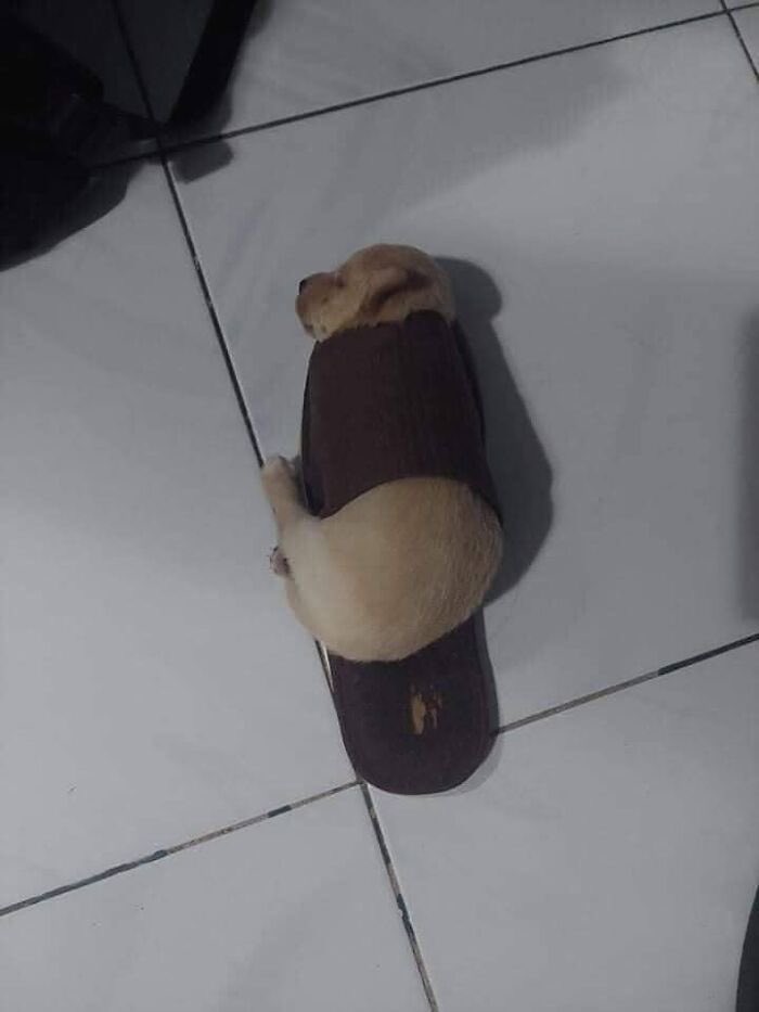 [잡담] 강아지 | 인스티즈