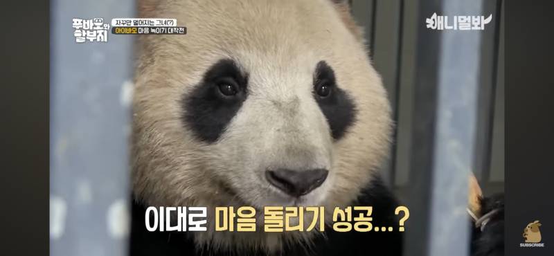 [잡담] 아이바오 중국에 있을때 겁나 꼬질 | 인스티즈