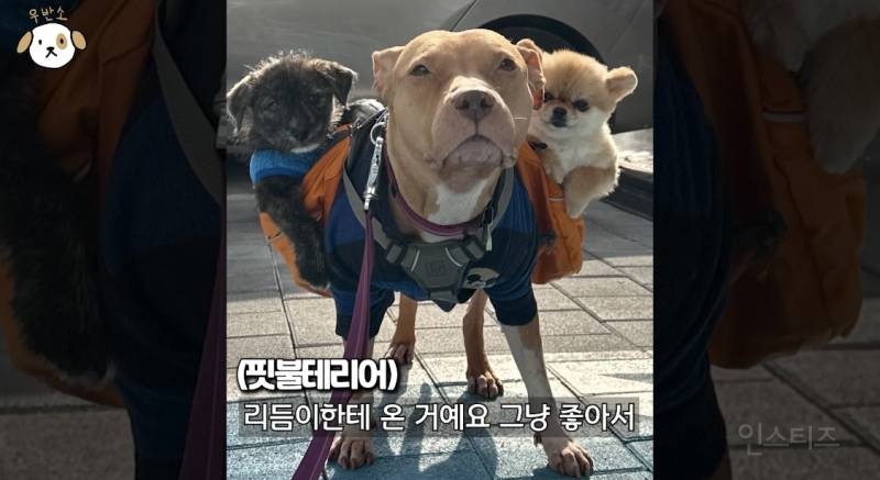 대형견 키우는 여자 보호자만 욕 먹는 이유.jpg | 인스티즈