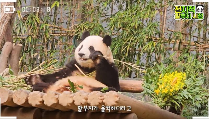 할부지가 푸바오 미워서 보내는 게 아니니까 푸바오도 잘 이해를 해줬으면 좋겠어 | 인스티즈
