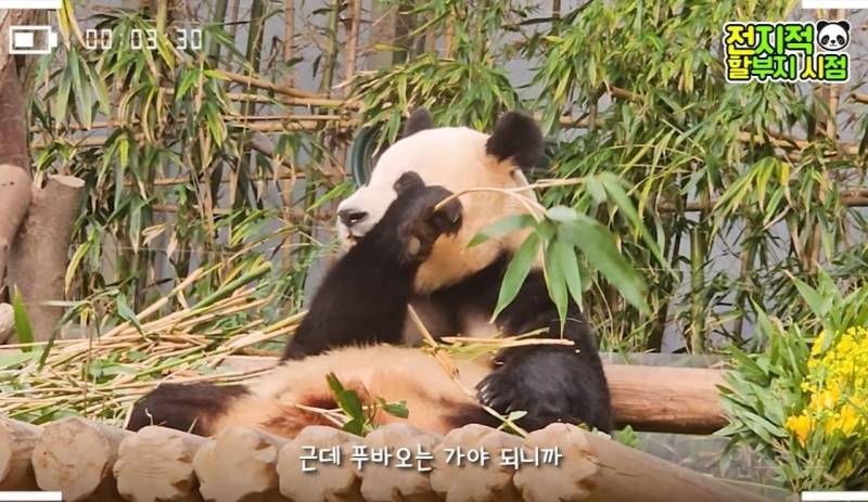 할부지가 푸바오 미워서 보내는 게 아니니까 푸바오도 잘 이해를 해줬으면 좋겠어 | 인스티즈