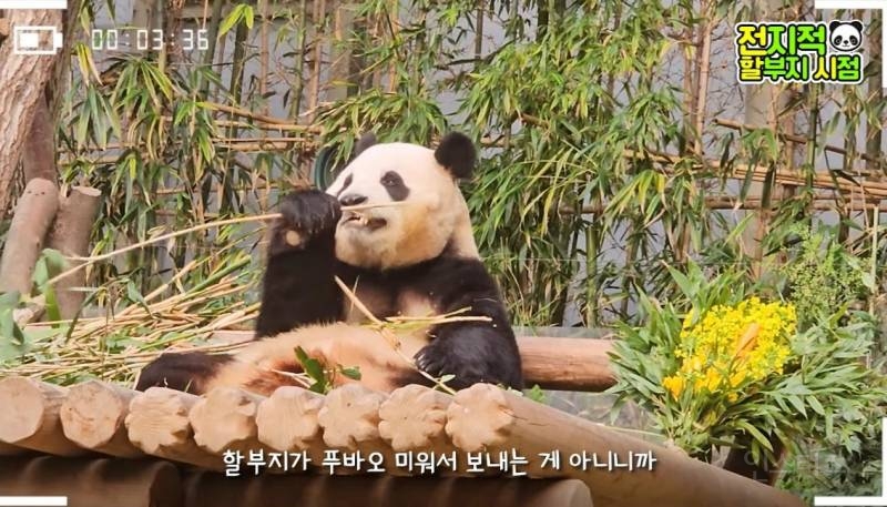 할부지가 푸바오 미워서 보내는 게 아니니까 푸바오도 잘 이해를 해줬으면 좋겠어 | 인스티즈