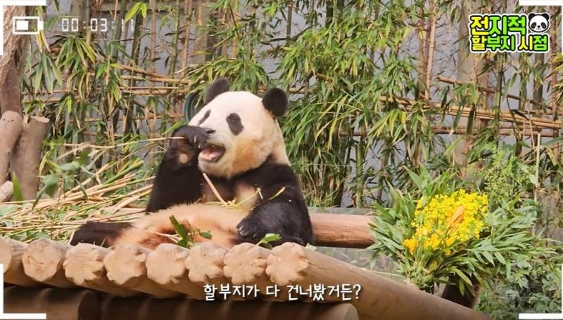 할부지가 푸바오 미워서 보내는 게 아니니까 푸바오도 잘 이해를 해줬으면 좋겠어 | 인스티즈