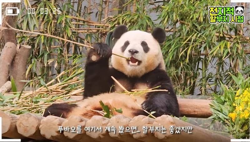 할부지가 푸바오 미워서 보내는 게 아니니까 푸바오도 잘 이해를 해줬으면 좋겠어 | 인스티즈
