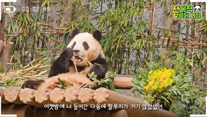 할부지가 푸바오 미워서 보내는 게 아니니까 푸바오도 잘 이해를 해줬으면 좋겠어 | 인스티즈