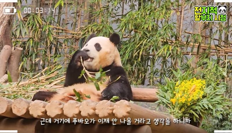 할부지가 푸바오 미워서 보내는 게 아니니까 푸바오도 잘 이해를 해줬으면 좋겠어 | 인스티즈
