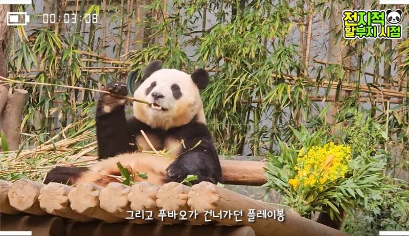 할부지가 푸바오 미워서 보내는 게 아니니까 푸바오도 잘 이해를 해줬으면 좋겠어 | 인스티즈
