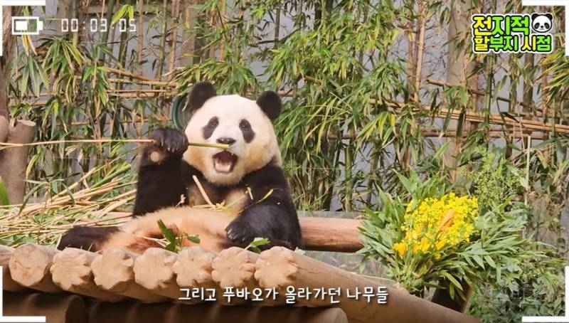 할부지가 푸바오 미워서 보내는 게 아니니까 푸바오도 잘 이해를 해줬으면 좋겠어 | 인스티즈