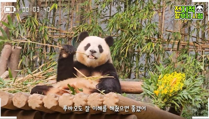 할부지가 푸바오 미워서 보내는 게 아니니까 푸바오도 잘 이해를 해줬으면 좋겠어 | 인스티즈