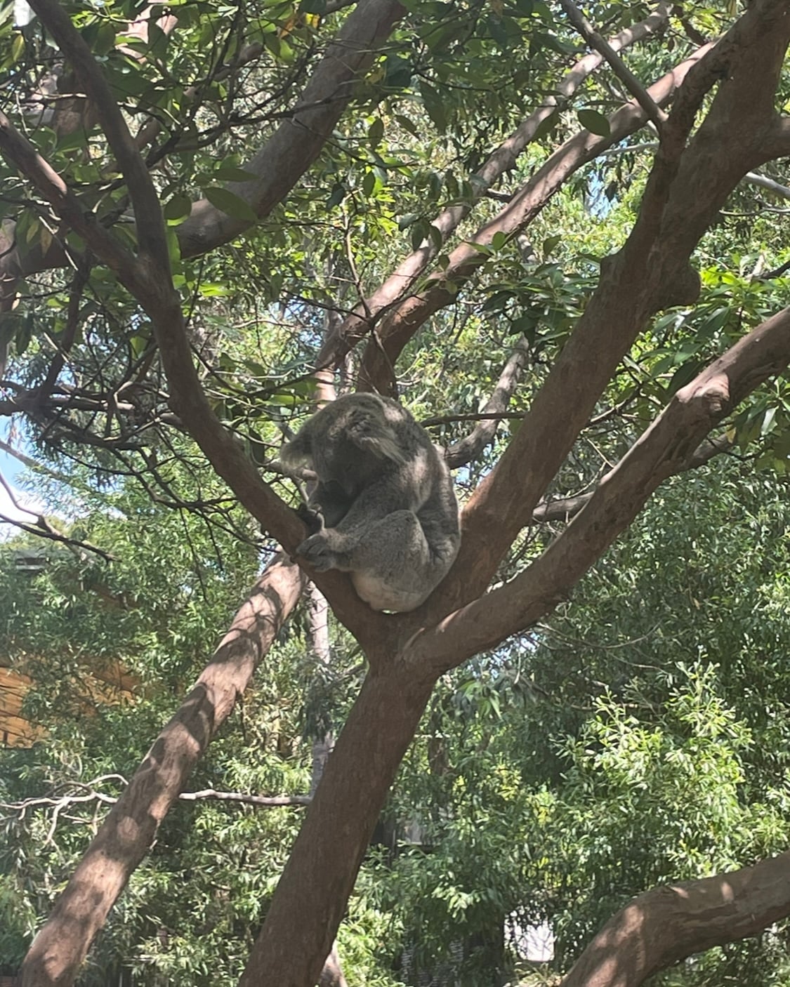 [잡담] 행복했던 시드니 혼자 여행🇦🇺 | 인스티즈