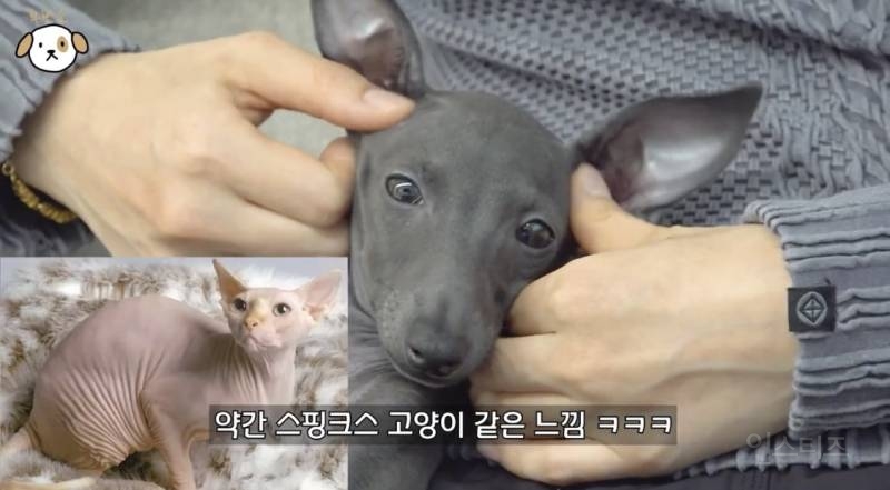 고양이랑 캥거루 그 사이에 있다는 한 강아지 종.jpg | 인스티즈