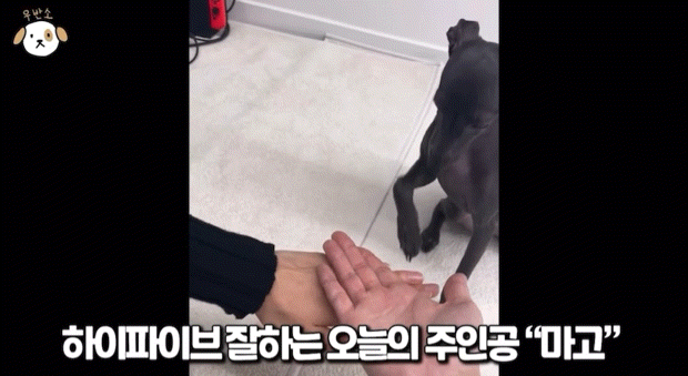 고양이랑 캥거루 그 사이에 있다는 한 강아지 종.jpg | 인스티즈