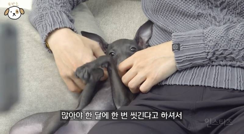 고양이랑 캥거루 그 사이에 있다는 한 강아지 종.jpg | 인스티즈