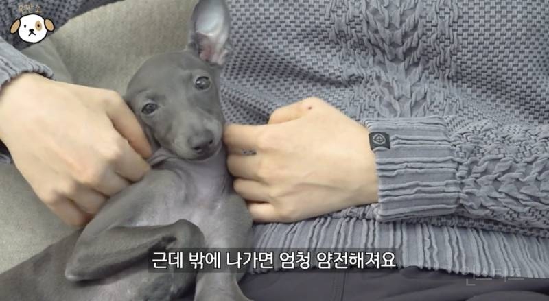 고양이랑 캥거루 그 사이에 있다는 한 강아지 종.jpg | 인스티즈