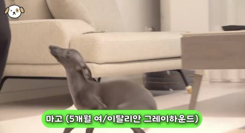 고양이랑 캥거루 그 사이에 있다는 한 강아지 종.jpg | 인스티즈
