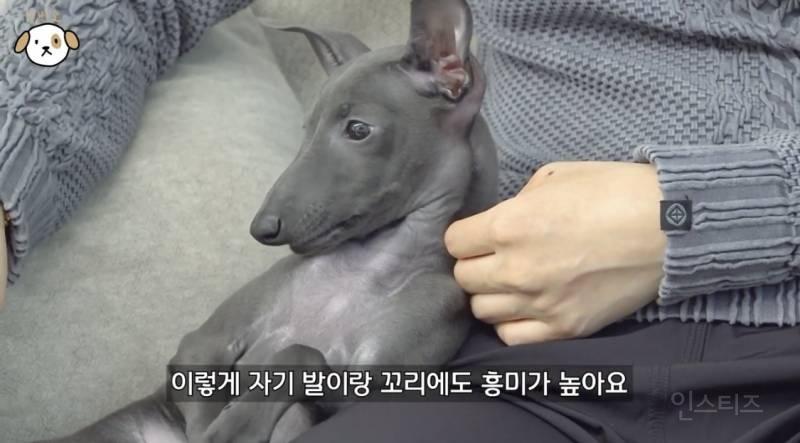 고양이랑 캥거루 그 사이에 있다는 한 강아지 종.jpg | 인스티즈