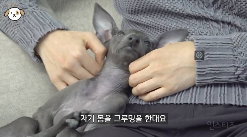 고양이랑 캥거루 그 사이에 있다는 한 강아지 종.jpg | 인스티즈
