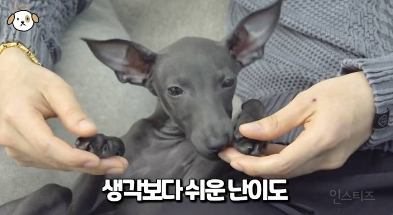 고양이랑 캥거루 그 사이에 있다는 한 강아지 종.jpg | 인스티즈