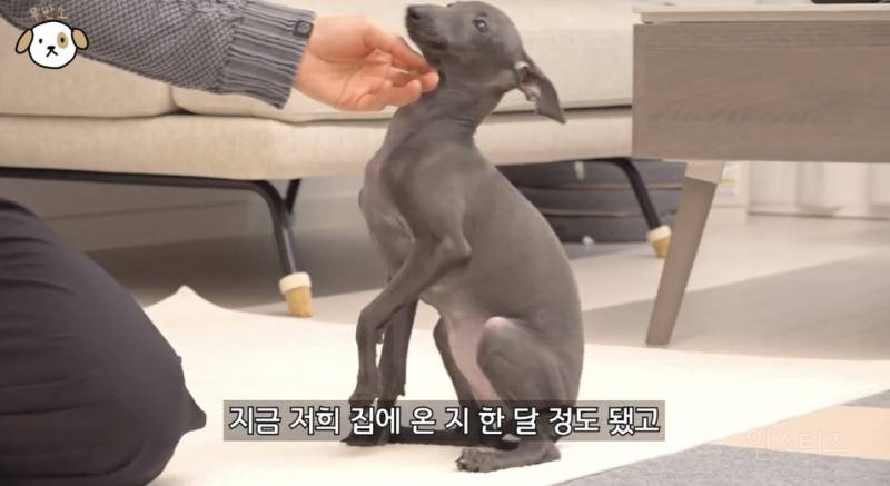 고양이랑 캥거루 그 사이에 있다는 한 강아지 종.jpg | 인스티즈
