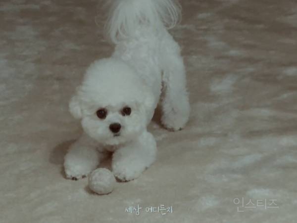 개부럽다는 말은 이럴 때 쓰이는 것 같은 움짤 .gif | 인스티즈