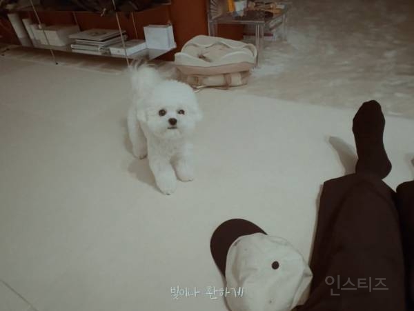 개부럽다는 말은 이럴 때 쓰이는 것 같은 움짤 .gif | 인스티즈