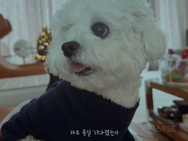 개부럽다는 말은 이럴 때 쓰이는 것 같은 움짤 .gif | 인스티즈