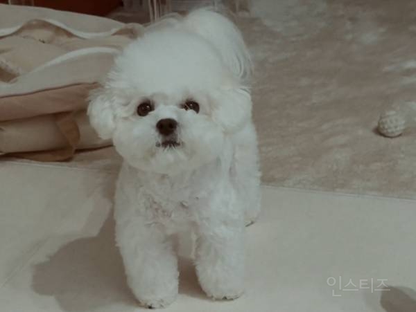 개부럽다는 말은 이럴 때 쓰이는 것 같은 움짤 .gif | 인스티즈