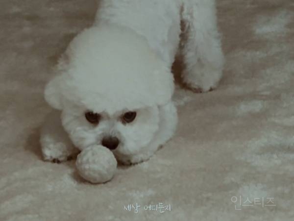 개부럽다는 말은 이럴 때 쓰이는 것 같은 움짤 .gif | 인스티즈