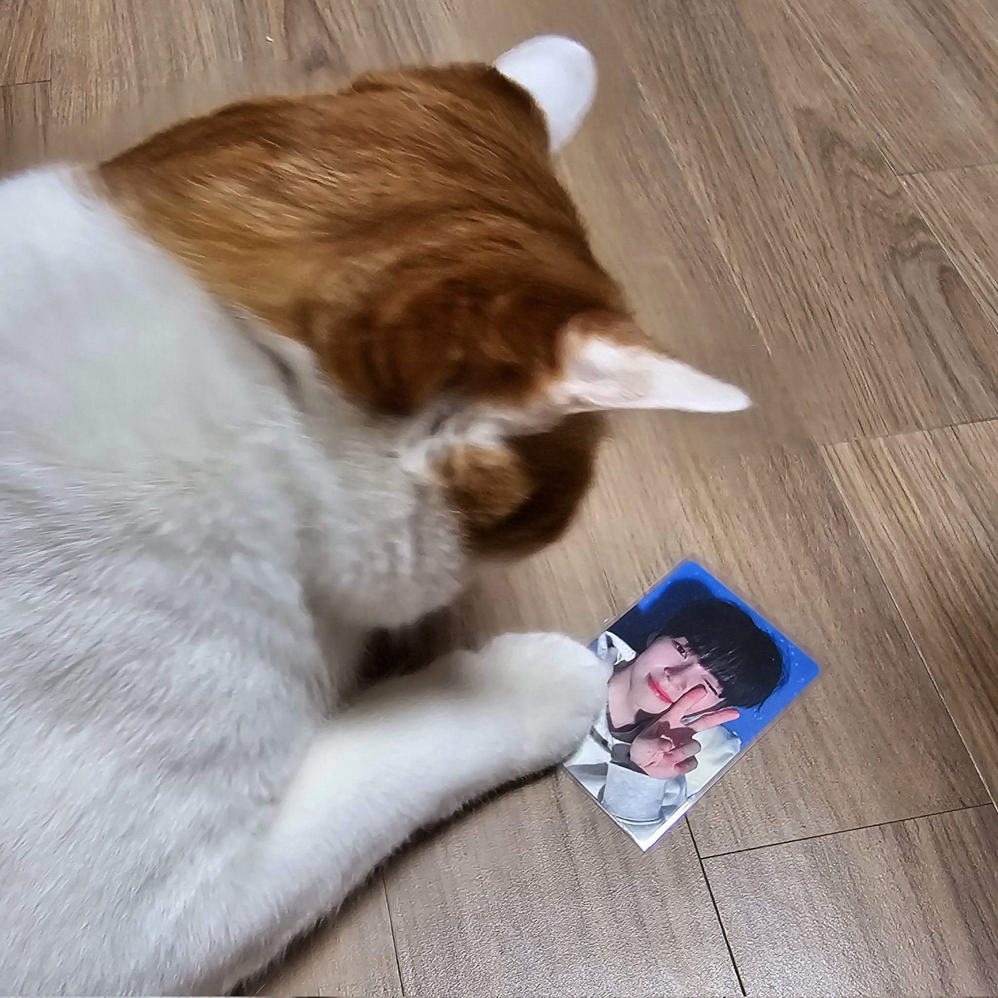 [잡담] 고양이가 알아보는 성한빈 | 인스티즈