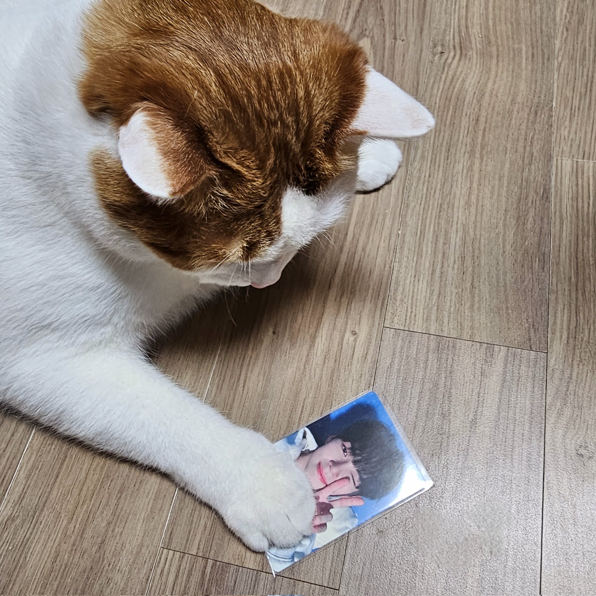 [잡담] 고양이가 알아보는 성한빈 | 인스티즈