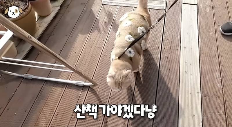 전세계 1% 산책 좋아하는 고양이.jpg | 인스티즈