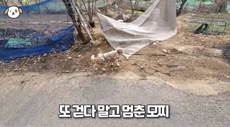 전세계 1% 산책 좋아하는 고양이.jpg | 인스티즈