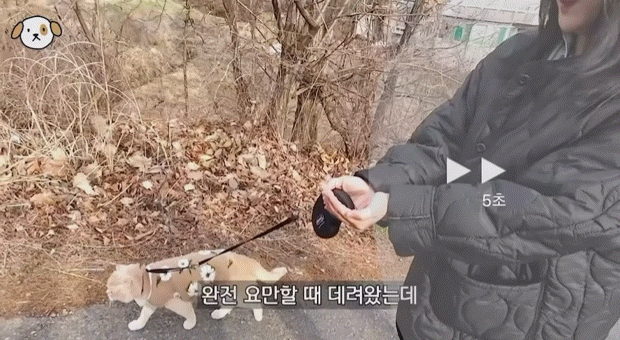 전세계 1% 산책 좋아하는 고양이.jpg | 인스티즈