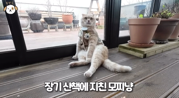 전세계 1% 산책 좋아하는 고양이.jpg | 인스티즈